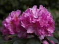 Rhododendron Catharine von Tol Różanecznik